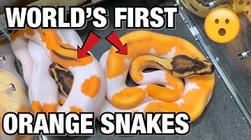 ARLINGTON REPTILE SHOW PART 1! INSANE WORLD