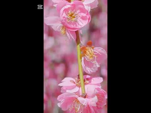 しだれ梅みにいった！