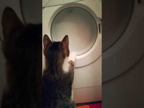 Funny cat!!!The cat that makes you laugh. 