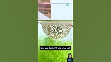 Chiếc lồng nhỏ cực đa năng trang trí trồng cây và làm dụng cụ cho cá ăn #aquarium #aquatic #shorts