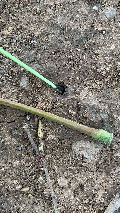 Mancing semut🤭😍 #ants #viral #shorts