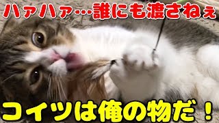おもちゃに興奮しすぎた猫【スコティッシュフォールド】【Scottish Fold】