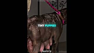 This Mother Dog Was Separated From Her Puppies 🐶💔 #shorts