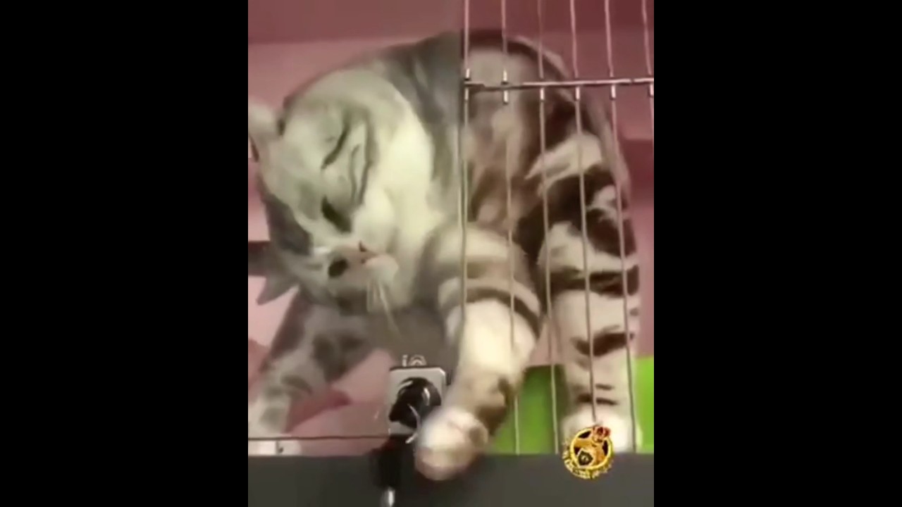 "Smart Cats Unlocking Lock 🔐😲 | Viral Cats 2025 Shorts" 