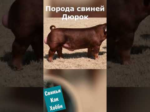 свиньи порода дюрок
