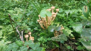 Что таится в новом лесу? Идем по грибы! /WHAT'S HIDING IN THE NEW FOREST? LET'S GO MUSHROOM HUNTING!