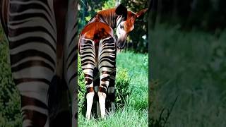 😱 This "Zebra" Is Actually a Secret Giraffe | Meet the Okapi #shorts