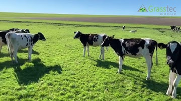 80 Holstein Calves - Holland/Germany