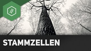 Stammzellen - Wie entsteht ein Mensch?