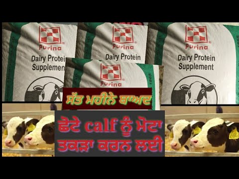 Dairy protein supplement ||Cargill feed for growth|| use after 7 month||animal