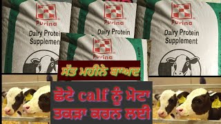 Dairy protein supplement ||Cargill feed for growth|| use after 7 month||animal protein