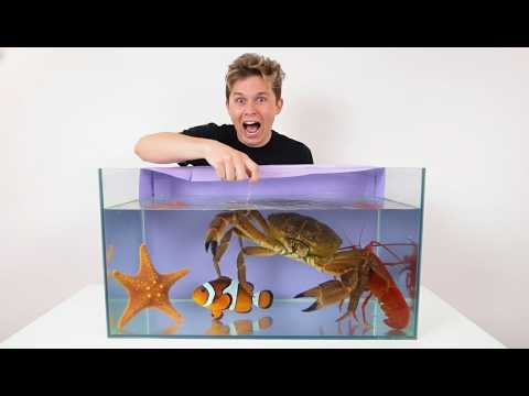 COLOQUEI A MÃO NO AQUÁRIO… OLHA O QUE ACONTECEU 😳 | Compilação Gato Galactico Prime