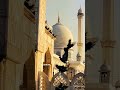 انشودة وحمائم الاشواق في قلبي تحوم يا حمام الحمي اين القي الهموم