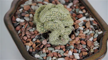 How big does a brain cactus get?