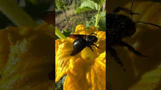 Abejorro carpintero ayudando en el huerto ecológico!