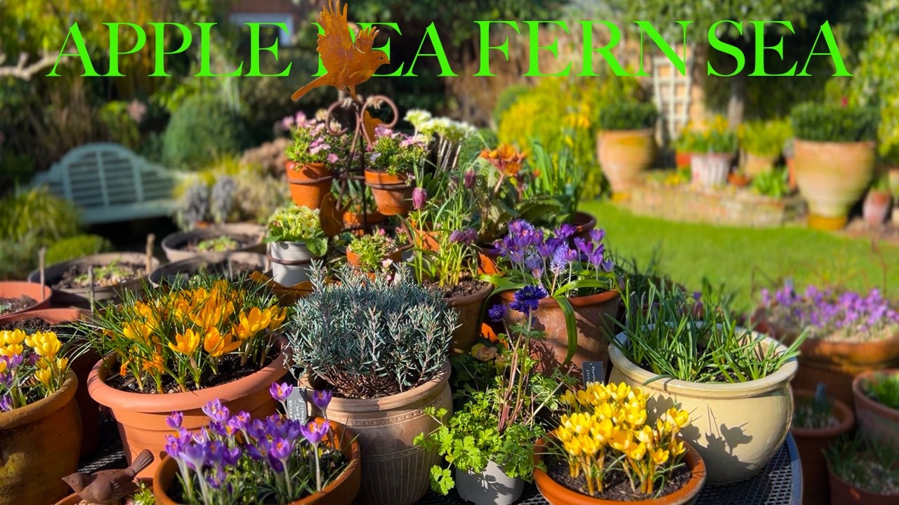 Small English Garden | Joyful Spring Flowers & Colourful Containers, Butterflies, Bees & Cream Teas