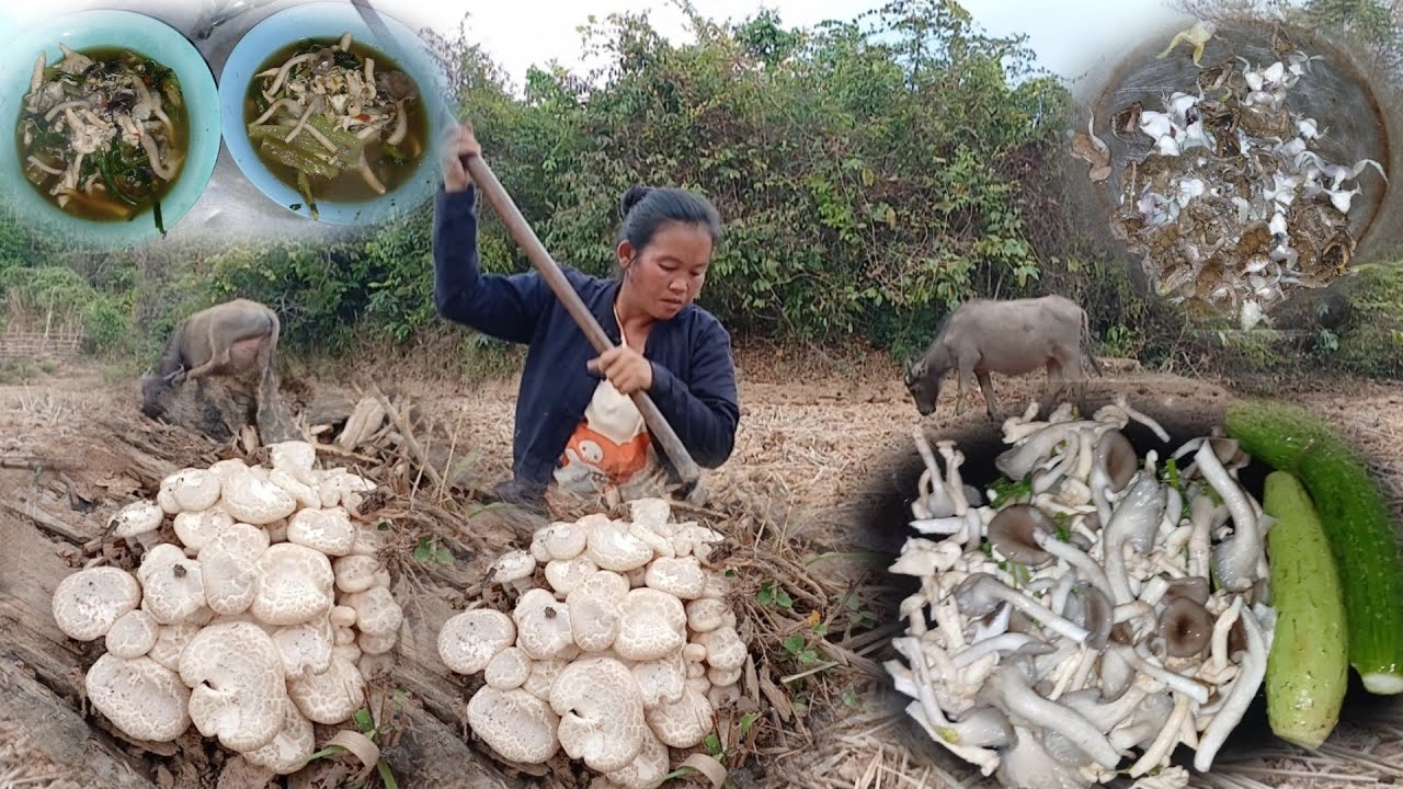 28 กุมภาพันธ์ ค.ศ. 2026แกงเขียดนาใส่เห็ดขาว//ແກງຂຽດນາໃສ່ເຫັດຂາວ