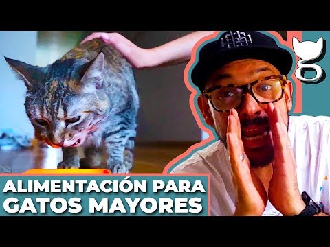 Video: ¿Pueden los perros reconocer a otros perros?