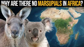 Why Are There No Marsupials In Africa?