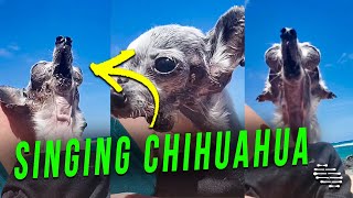 Chihuahua Loves Singing on the Beach