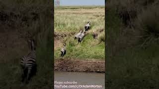 Zebras Cross River Full Of Crocs From Kenya Into Tanzania