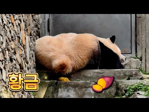오후엔 황금 고구마를 낳고... | 4월 3일 오후(푸바오 실시간) Panda Fubao