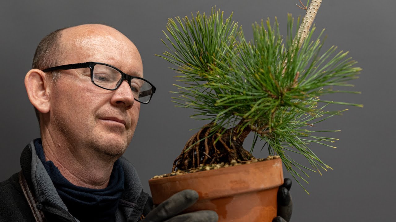 Pines from seed part 2