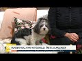 Hunden Molly har huvudroll i årets julkalender: ”Har lärt henne att mima” - Nyhetsmorgon (TV4)