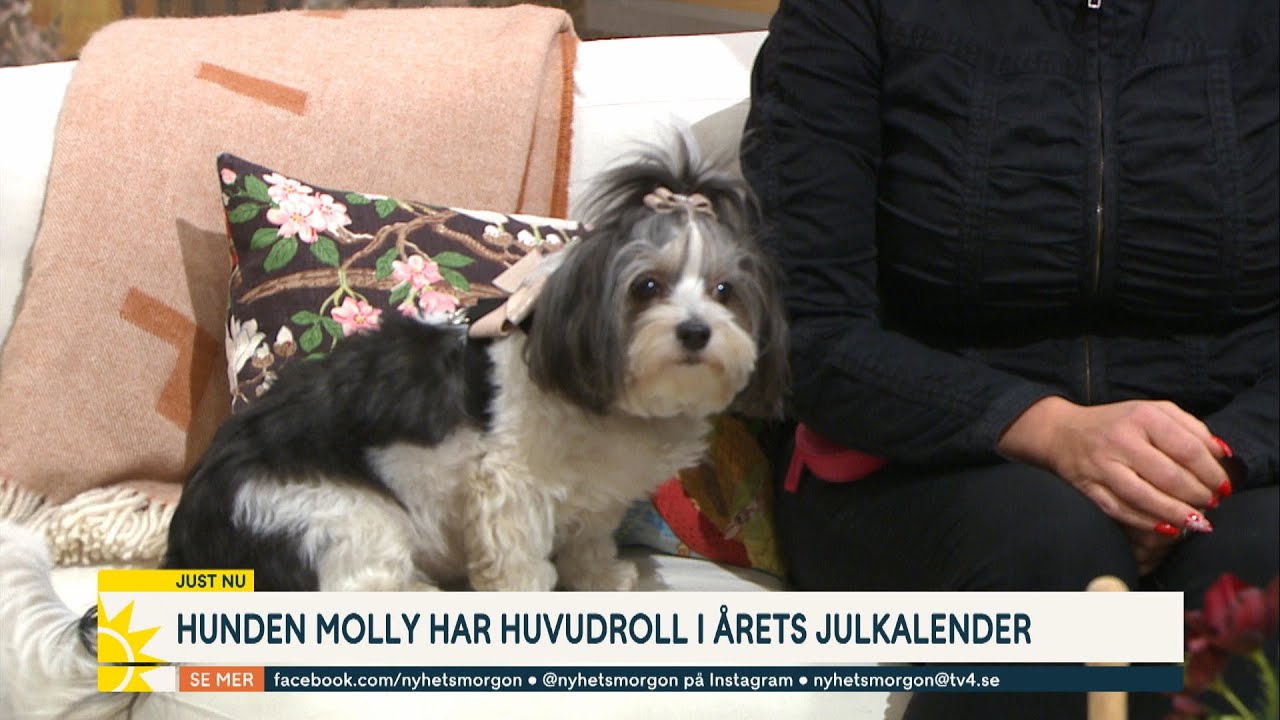 Hunden Molly huvudroll i årets ”Har lärt henne att mima” - (TV4) - YouTube