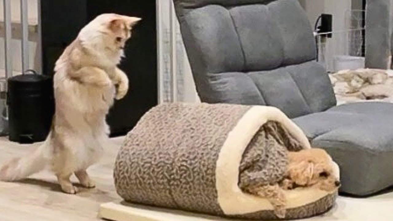 嫌な予感しかしない