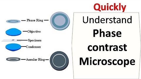 Phase contrast microscope