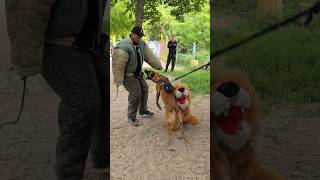 Surprise for the Malinois. Police dog training. #GUARDODESSA Odessa.  Ukraine. СТРАЖ