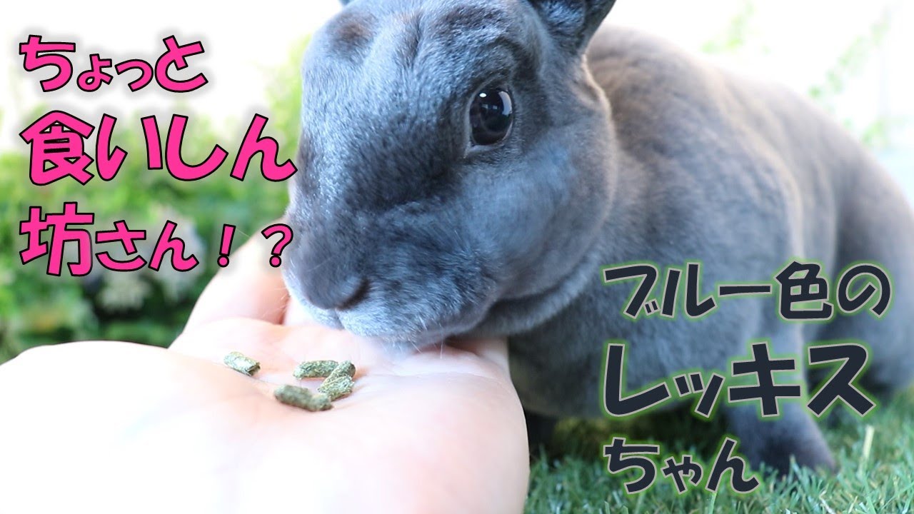 なでなでされて気持ち良さそうなブルー色のレッキスちゃん - YouTube