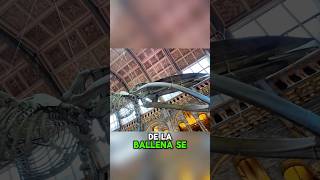 La gigantesca ballena que cuelga en un museo de Londres 🐋 #dansoid #soid #londres #mochileros