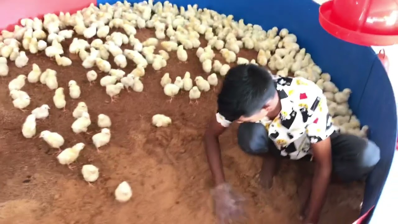 Day 3 Boutar Setups | Boutar boro kora