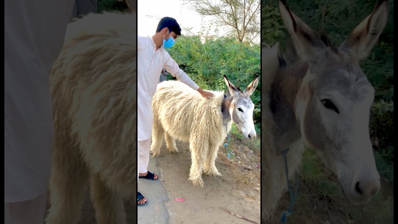 Donkey change into sheep #funny #sketchcomedychannel #comedy #comedia #vfx #comedymove #foryou #fun