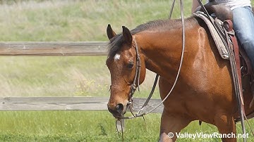 Snappy Style Tracker - riding in outdoor arena #2 - ValleyViewRanch.net