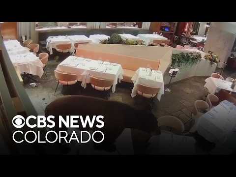 Colorado Parks and Wildlife works to protect humans, bears amid record high interactions
