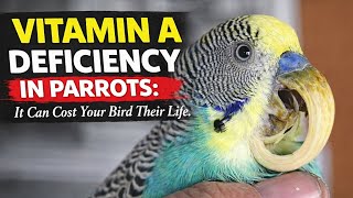 Vitamin A Deficiency In Parrots - An Often Overlooked Serious Condition