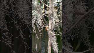 Beautiful Bird Serenade: Enjoy a Morning Song in Savannah, GA. #beautiful #nature #birdwatching