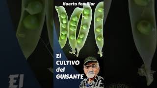 El CULTIVO del GUISANTE #shorts, #shortsyoutube