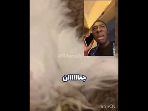 ميمز 19#