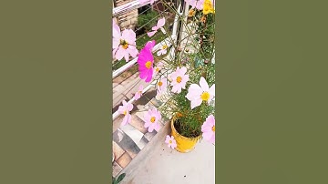 Thumbnail of cosmos flowers🌸#shorts #youtubeshorts #gardening #viralshorts #flowers #cosmosflower