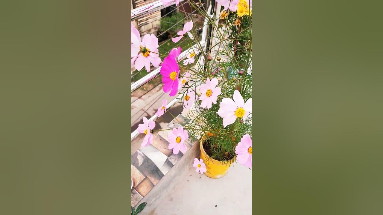 cosmos flowers🌸#shorts #youtubeshorts #gardening #viralshorts #flowers #cosmosflower