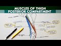 Posterior Compartment of the Thigh - Hamstring Muscles | Anatomy Tutorial