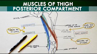 Posterior Compartment Of The Thigh - Hamstring Muscles Anatomy Tutorial