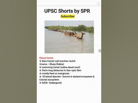 kharai Camel swimming camel #upsc #upscshorts - YouTube