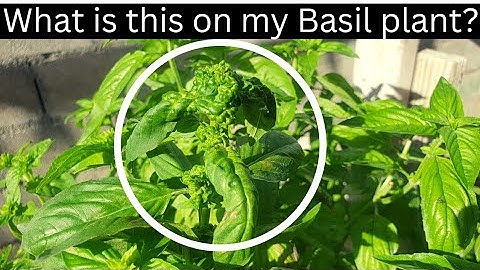This is how Aphids and Whiteflies can affect Basil plants》Watch if you grow or plan to grow Basil