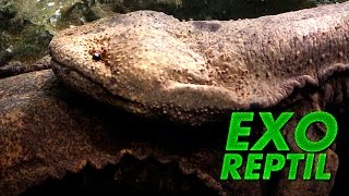 Exo Reptil - El Anfibio más Grande Del Mundo