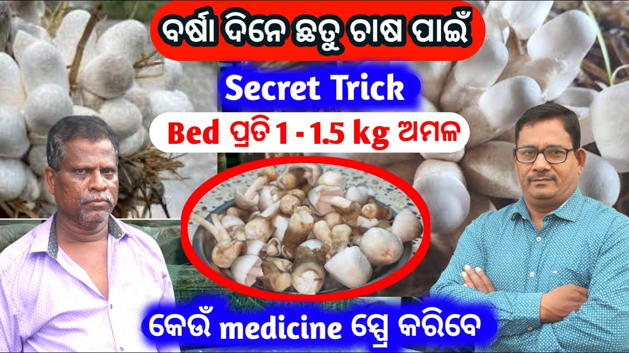 How to grow paddy straw mushroom ଛତୁ ଚାଷ ପାଇଁ ନୂଆ ଟ୍ରିକ bed ପ୍ରତି 1-1.5kg ଅମଳ